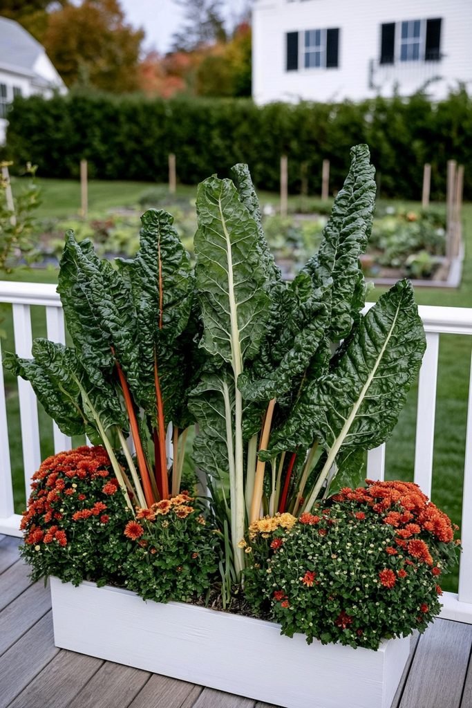 Fall container garden with blooming mums and colorful Swiss chard for an edible garden texture