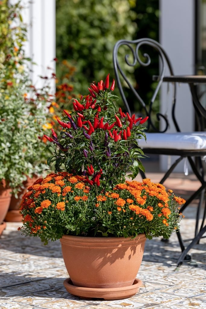 Orange and red chrysanthemums paired with colorful ornamental peppers in a vibrant fall planter