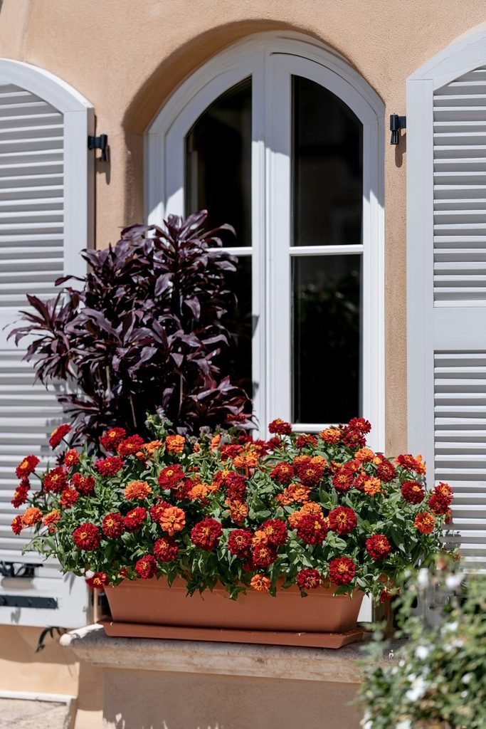 Upright burgundy cordyline with red and orange zinnias in a fall window box