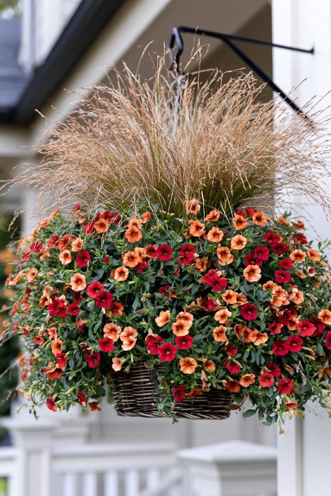 Red, orange, and bronze calibrachoa paired with Toffee Twist sedge in a fall hanging basket