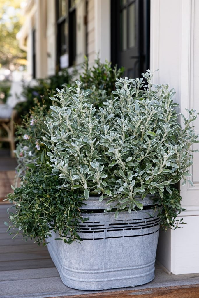 Metal laundry-style basket filled with silvery foliage and cool-season fall plants