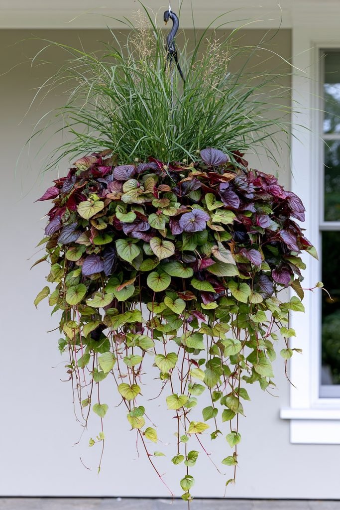 Chartreuse and purple sweet potato vine cascading from a fall planter with fountain grass